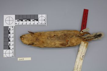 Media type: image;   Mammalogy 2663 Description: Specimen photo;  Aspect: ventral